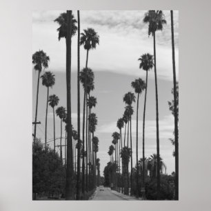 Vintage Black & White California Handflatan Träd P Poster