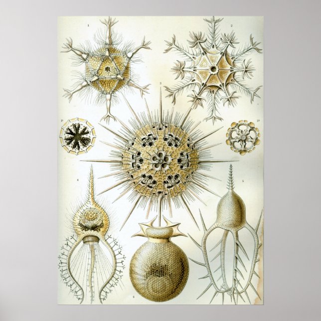 Vintage - bläckbild poster (Framsidan)