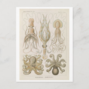 Vintage bläckfisk av Haeckel Vykort