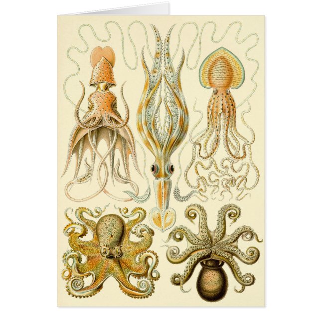 Vintage bläckfisk Gamochonia av Ernst Haeckel Hälsningskort (Framsidan)