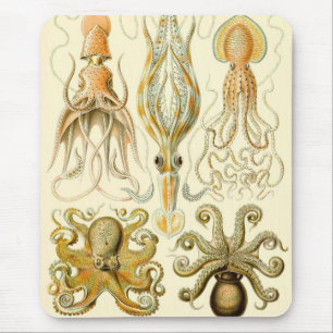 Vintage bläckfisk Gamochonia av Ernst Haeckel Musmatta