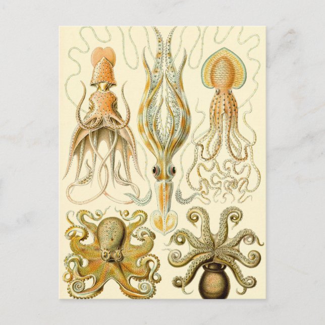 Vintage bläckfisk Gamochonia av Ernst Haeckel Vykort (Framsida)
