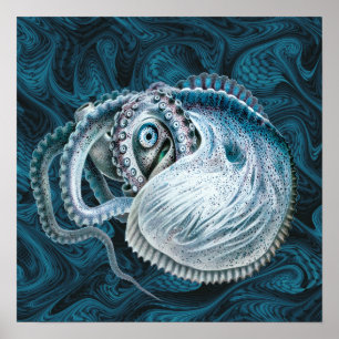 Vintage bläckfisk Nautilus Argonaut Poster