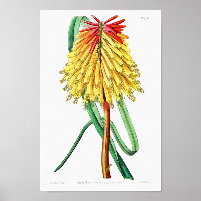 Vintage - bläddringsbild poster (Framsidan)