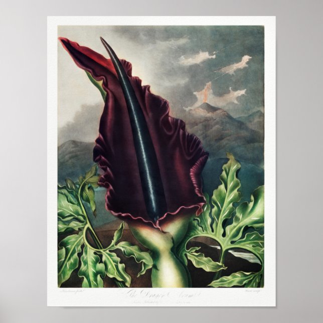 Vintage - bläddringsbild poster (Framsidan)