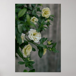 Vintage Blek Gult Petunias Poster
