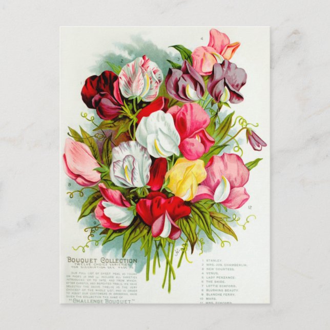 Vintage blomillustration vykort (Framsida)