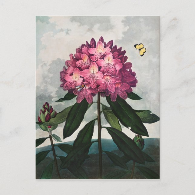 Vintage blomillustration vykort (Framsida)