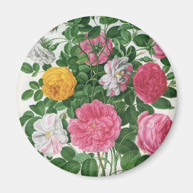 Vintage blommande blommor, vårträdgårdsrosor magnet (Framsidan)