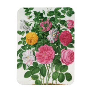 Vintage blommande blommor, vårträdgårdsrosor magnet