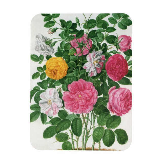 Vintage blommande blommor, vårträdgårdsrosor magnet (Vertikal)