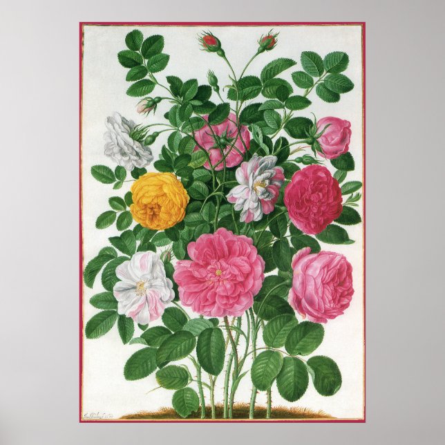 Vintage blommande blommor, vårträdgårdsrosor poster (Framsidan)