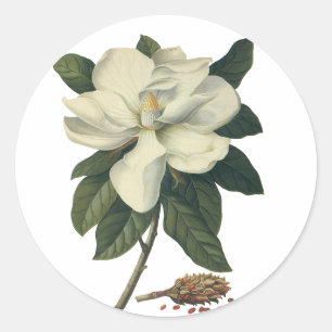 Vintage blommande vita magnoliablommor runt klistermärke