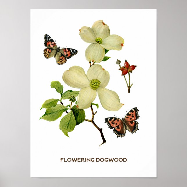 Vintage Blommar Dogwood Botanical Poster (Framsidan)