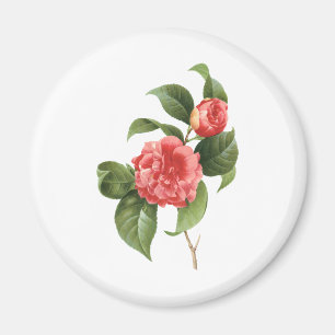 Vintage Blommig, Rosa Kamelia Blommor av Redoute Magnet