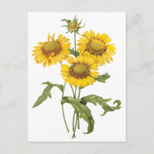 Vintage Blommigt Blanket Flower Solros by Redoute Vykort