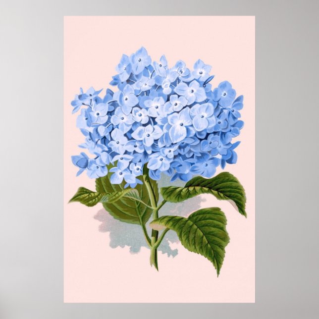 Vintage Blommigt Blue Hydrangea Poster (Framsidan)