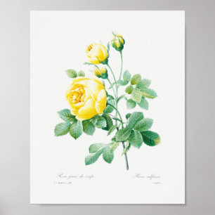 Vintage Blommigt Gul ros Poster
