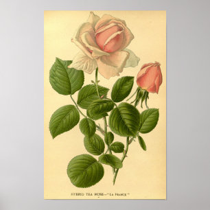 Vintage Blommigt Hybrid Tea Ro La Frankrike Nature Poster