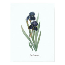 Vintage Blommigt Illustration Botanical Art Print