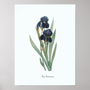 Vintage Blommigt Illustration Botanical Art Print Poster