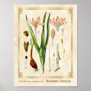 Vintage Blommigt Plant Art Autumn Crocus Botanical Poster