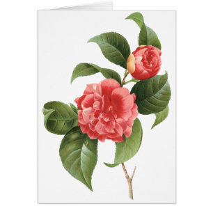 Vintage Blommigt, Rosa Camellia Flowers av Redoute OBS Kort