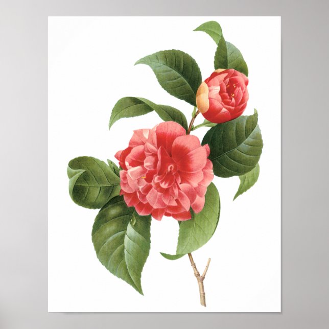 Vintage Blommigt, Rosa Camellia Flowers av Redoute Poster (Framsidan)