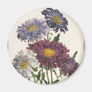 Vintage blommor, antika lila astern blommor magnet