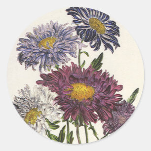 Vintage blommor, antika lila astern blommor runt klistermärke
