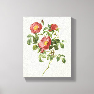 Vintage blommor Blommig röd kärleksros av Redoute Canvastryck