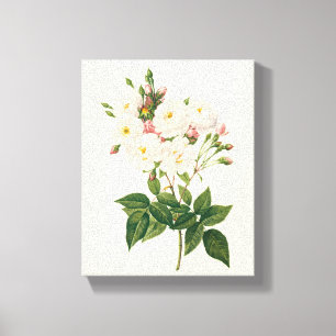 Vintage blommor Blush Noisette Ros Redoute Canvastryck