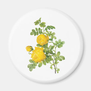 Vintage blommor, gula rosor av Redoute Magnet