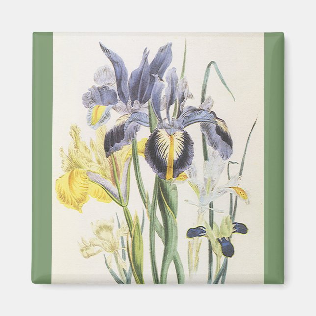 Vintage blomster botanik, trädgård Iris blommor Magnet (Framsidan)