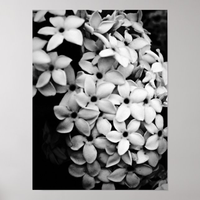 Vintage Blomster- och Trädgårdsdesign Poster (Framsidan)