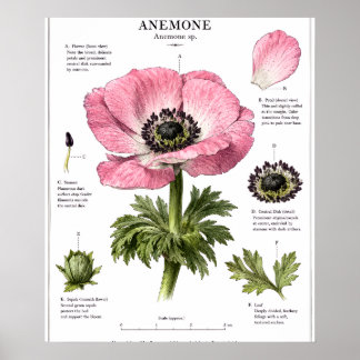 Vintage blomsteranatomi konst | Botanisk studie Poster
