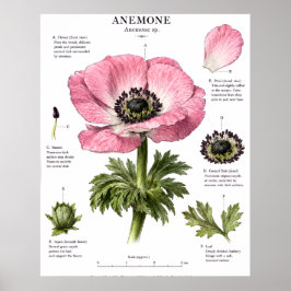 Vintage blomsteranatomi konst | Botanisk studie Poster