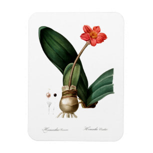 VINTAGE BLOOD LILY SKRIV UT FLEXIBLE PHOTO MAGNET