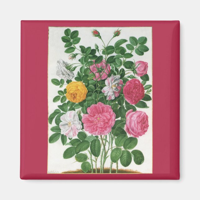 Vintage Blooming Flowers, Vår Garden Ro Magnet (Framsidan)