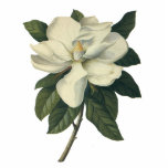 Vintage Blooming White Magnolia Blommar Flowers Fotoskulptur Julgransdekoration<br><div class="desc">Bild av vintagens illustration blommigt med en stor blommar av Magnolia. Magnolia grandiflora är staten träd och blomman av Mississippi.</div>