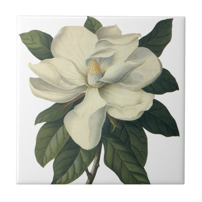 Vintage Blooming White Magnolia Blommar Flowers Kakelplatta (Framsidan)