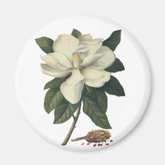 Vintage Blooming White Magnolia Blommar Flowers Magnet