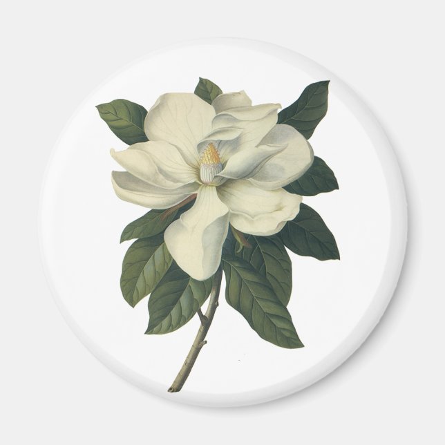 Vintage Blooming White Magnolia Blommar Flowers Magnet (Framsidan)