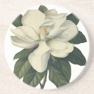 Vintage Blooming White Magnolia Blommar Flowers Underlägg Sandsten