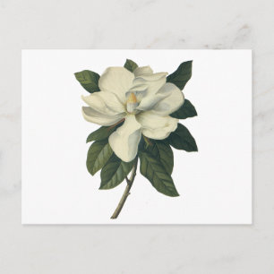 Vintage Blooming White Magnolia Blommar Flowers Vykort