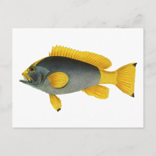 Vintage Blue and Gult Grouper Fish, Marine Life Vykort
