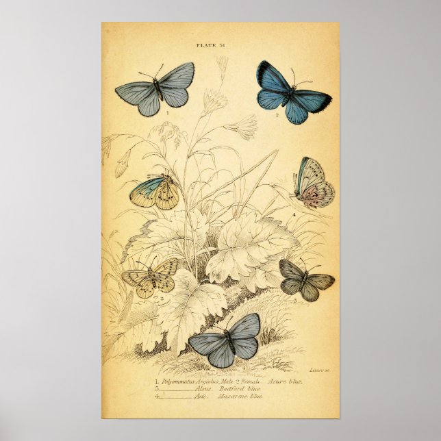 Vintage Blue Butterflies Poster (Framsidan)