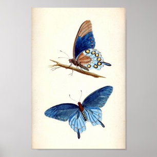 Vintage Blue Butterflies Poster