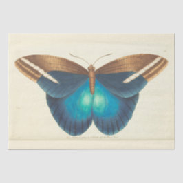 Vintage Blue Butterfly Ephemera Decoupage Teal