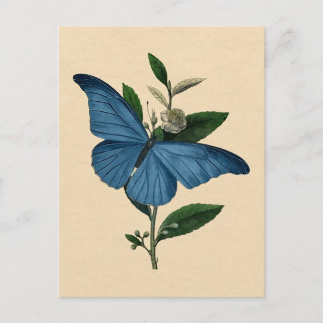 Vintage Blue Butterfly Vykort (Framsida)